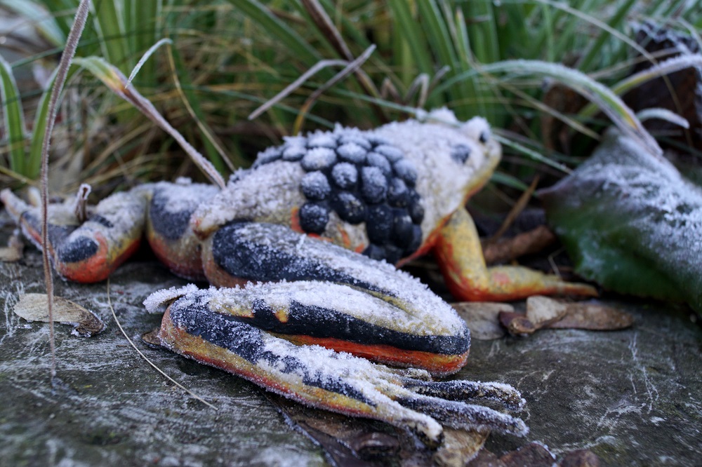 frosted frog © Xanthe Hall