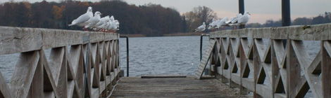 Neuruppiner See, 2009 Photo: Xanthe Hall