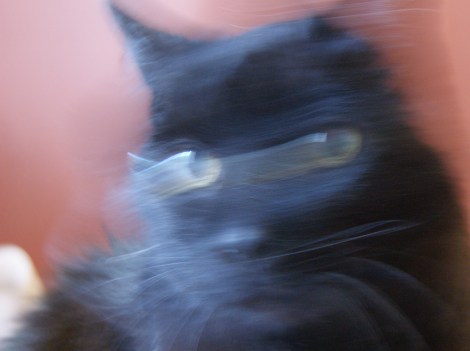 Che in movement, 2011