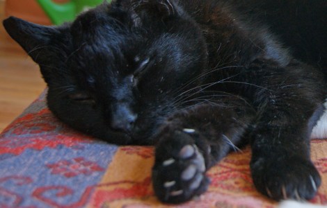 Che sleeping, 2011