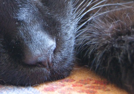 Che's nose, 2011