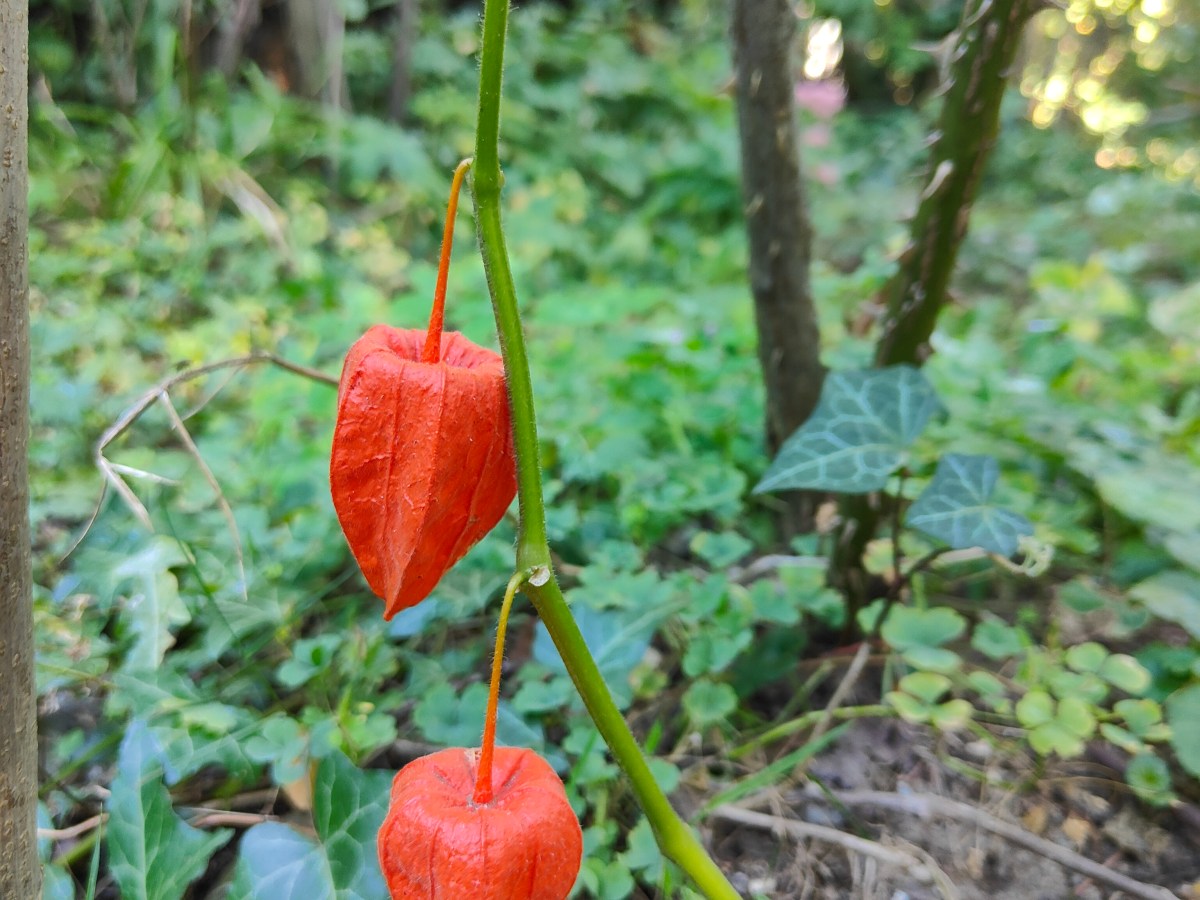A Walk in the Garden, part&nbsp;2