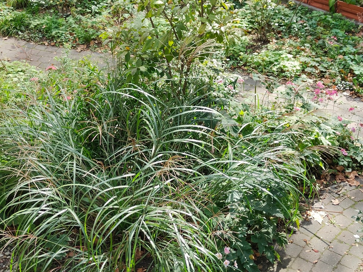 A Walk in the Front&nbsp;Garden