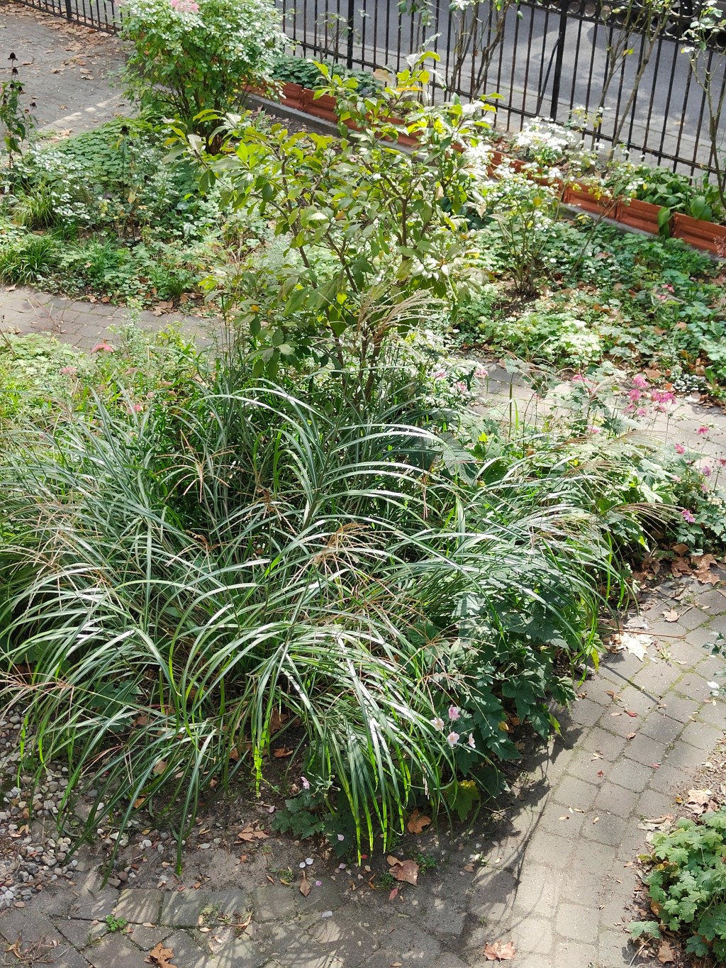 A Walk in the Front Garden